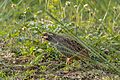 Jungle Bush-Quail by Tisha Mukherjee 11