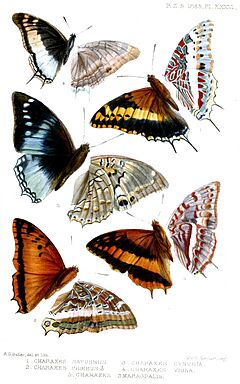 Lepidoptera1Butler