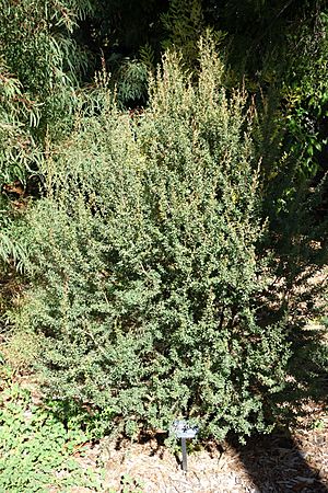 Leptospermum grandiflorum - San Francisco Botanical Garden - DSC09863.JPG