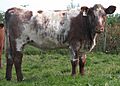 Light Roan Shorthorn Heifer DSCN1872b