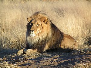 León esperando en Namibia