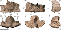Liscomb Bonebed Lambeosaurine.png