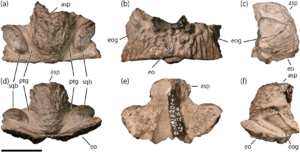 Liscomb Bonebed Lambeosaurine