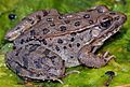 Lithobates yavapaiensis 2
