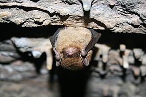 Little brown bat (5600306085)