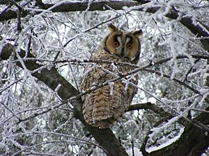 Long-eared owl 2007
