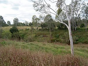 Lower Lockyer Creek