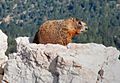 Marmot Cedar Breaks National Monument Utah (cropped)