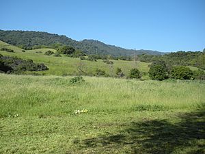 Meadow in Rancho San Antonio County Park