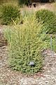 Melaleuca linariifolia - McConnell Arboretum & Botanical Gardens - DSC03011