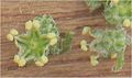 Melganzenvoet bloemen Chenopodium album
