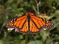 Monarch Butterfly Danaus plexippus Male 2664px