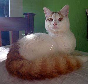 Morris, a cat of the Turkish Van