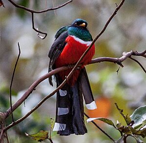 Mountain Trogon (Trogon mexicanus) (8079378444).jpg