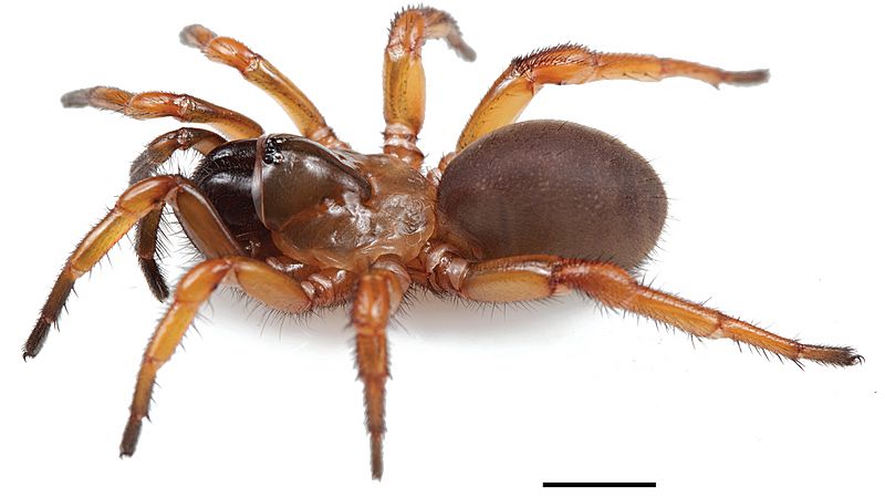 Myrmekiaphila tigris female (01)