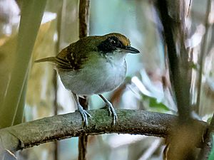 Myrmoborus lugubris stictopterus - Ash-breasted Antbird (female); Anavilhanas islands, Novo Airão; Amazonas, Brazil.jpg