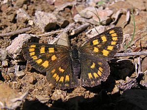 NZ Glade copper butterfly, female 01.JPG