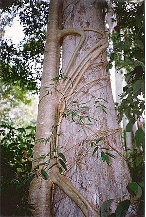 Native Elm & Strangler - Richmond River
