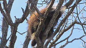 North American Porcupine, sleeping in tree