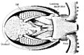 Ocythoe tuberculata viscera