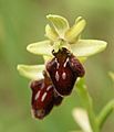 Ophrys sphegodes flower