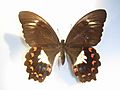 Papiliooberon