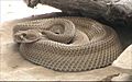 Patternless Crotalus atrox