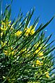 Persoonia stricta