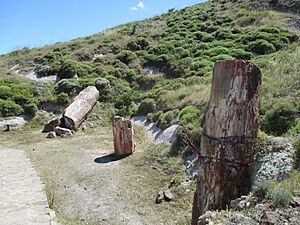 Petrified forest of Lesbos 16