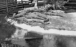 Picturesque Hot Springs Alligator Farm 1924.jpg