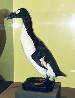 Pinguinus impennis MUSE