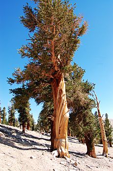 Pinus balfouriana oldtree2