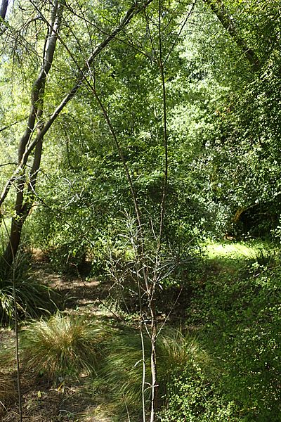 Pittosporum patulum kz03