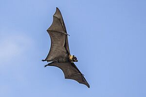 Polynesian flying fox (Pteropus tonganus) in flight Taveuni.jpg