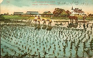 Postcard of Japanese rice farm near Houston, Texas (10001082)