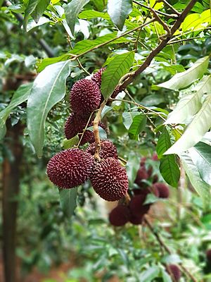 Pulasan Tree with fruits