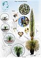 Puya raimondii - Milton Córdova Neyra