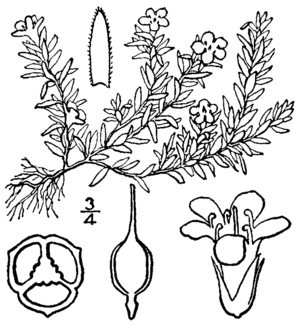 Pyxidanthera barbulata BB-1913.png