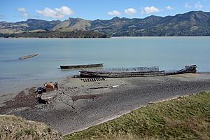 Quail Island 066