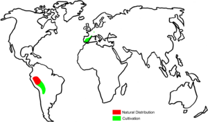 Quinoa Distribution.png