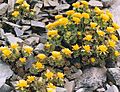 Ranunculus acraeus