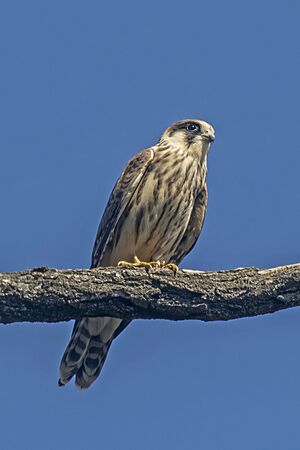 Red-footed falcon (Falco vespertinus) juvenile