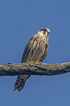 Red-footed falcon Facts for Kids