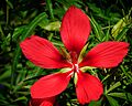 Red Hot Biscuit (5817010060)