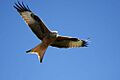 Red Kite, Spain