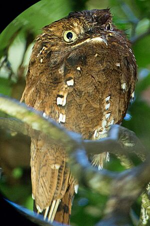 Rufous Potoo.jpg