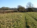Sapperton Meadows (4)