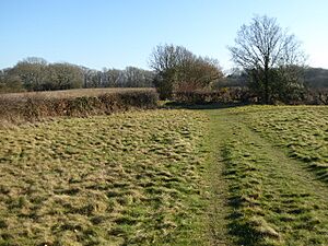 Sapperton Meadows (4)