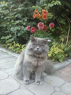 Scottish Fold Cat