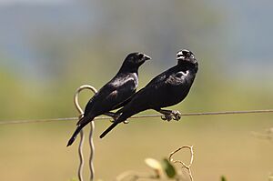 Screaming cowbird Facts for Kids